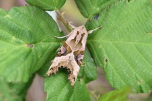 Angle shades moth