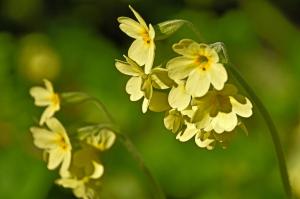 Oxlips in Cox's Wood