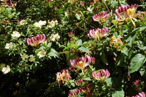 Honeysuckle can be seen flowering in June         