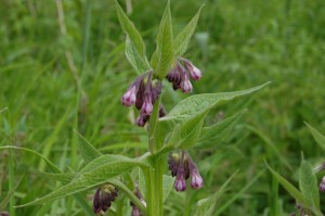 Comfrey is common across the reserve and so was chosen for the logo, it flowers in  June           