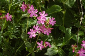 Red campion flowers in May and June in Coxs Wood, where it was planted         