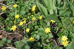 Lesser celendine grows in shady places and flowers in April            