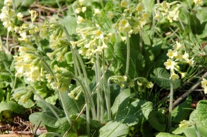 Oxlips in Coxs Wood, April          