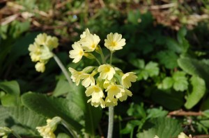 Oxlips were planted in Cox's Wood, they flower in April            