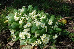 Primroses in Coxs Wood in April, before the trees come in to leaf             