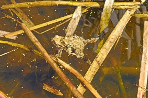 toads in the pond   