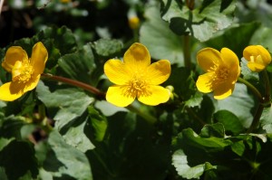 Marsh marigold or kingcup flowers in April and May in wet areas like the sedge beds           