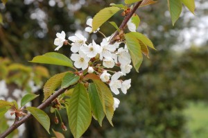 Wild cherry flowers in May       