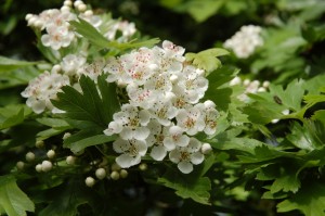 Hawthorn flowers in May         
