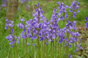 Spanish bluebells in Cox's Wood in May         
