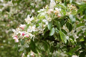 Apple blossom in May        