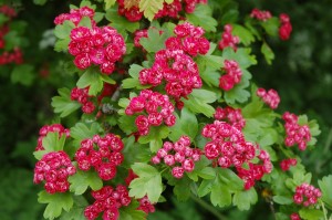 Double red flowering hawthorn     
