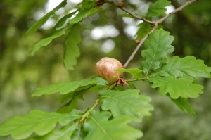 Oak apple    
