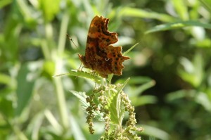comma butterfly on nettle    