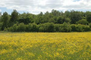 Meadow buttercups in June           