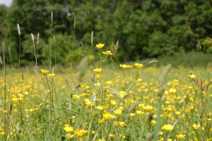 Meadow buttercups in June        
