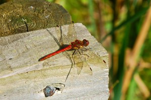 Common Darter  Dragonfly    