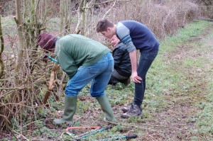 Laying the hedge at Cox's Wood    