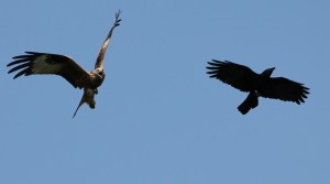 Red Kite screeching at Crow at Cuttle Brook  