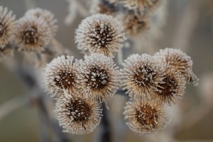 Frosted burrs  