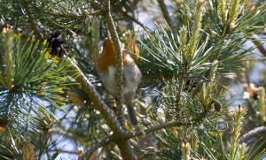 Robin in Pine Tree at Cuttle Brook  