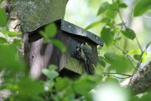 Great Tit feeding chick at nest box 16 Cuttle Broo  