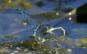 Two Pairs of Common Blue Damsel Flies on Cuttle     
