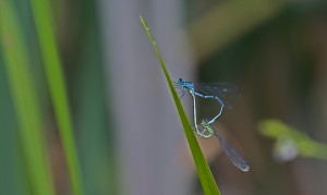 Common Blue Damselflies     