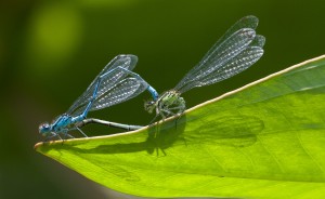 Common Blue Damsel Flies mating at Cuttle     