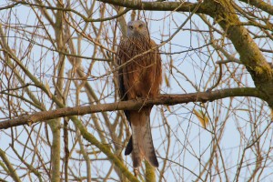 Red Kite perching in tree at Cuttle Brook  