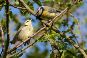 Young Blue Tit & Adult on branch at Cut  