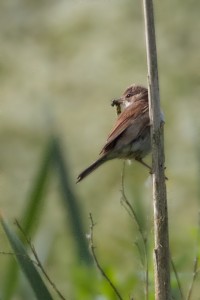 Reed Warbler on reed with grub in beak   