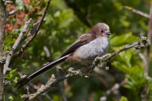 Long Tailed Tit at Cuttle Brook Reserve  