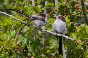 Two Long Tailed Tits at Cuttle Brook Reser  