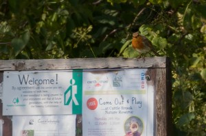 Robin perching on Cuttle Brook Reserve not  
