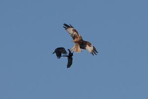 Two Crows vs One Red Kite