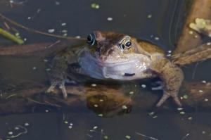 Frog in Cuttle Brook pond, Thame
