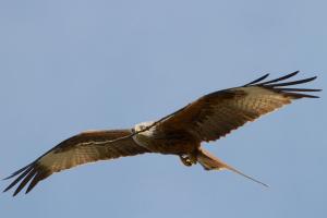 Red Kite with long stick in its beak