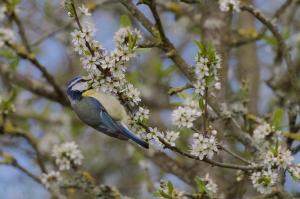 Blue Tit hanging from flowery branch, 