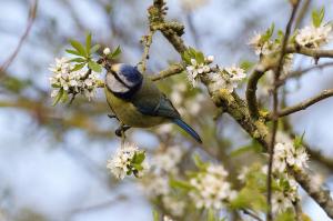  Blue Tit on flowery branch, Cuttle Brook 