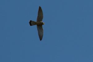 Sparrowhawk very high over Cuttle Brook R