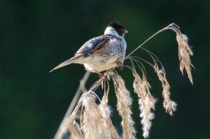  Male Reed Bunting 