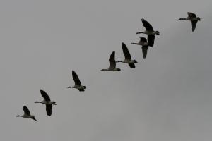 Eight Canada Geese in a skein over Cuttlebrook