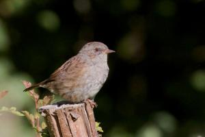 Dunnock on fence post at Cuttlebrook 