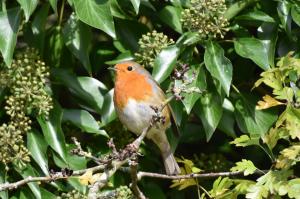 Robin in Ivy at Cutlebrook 