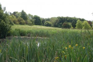 The pond June 14