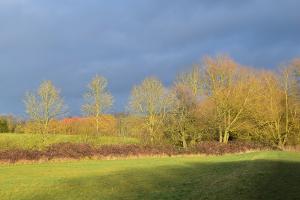 Winter sunlight on the hedgerow trees