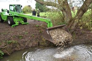 Dumping gravel in brook to improve habitat for fish